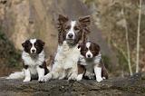 BORDER COLLIE 787
